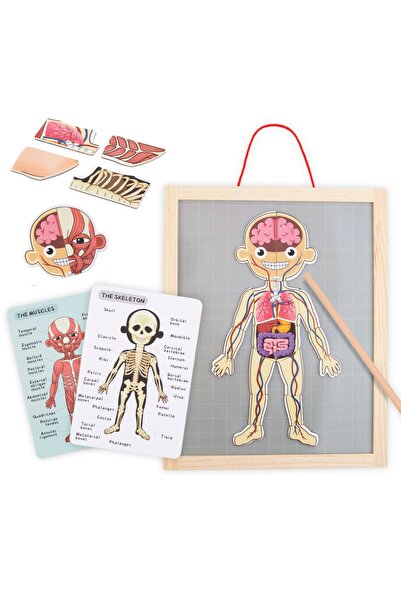 mamabrum Puzzle-uri magnetice - Știința anatomiei - Corpul uman