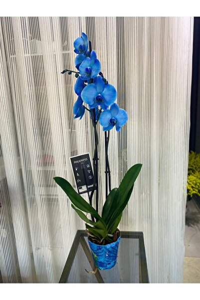 Çiçek Bahçesi Mavi orkide