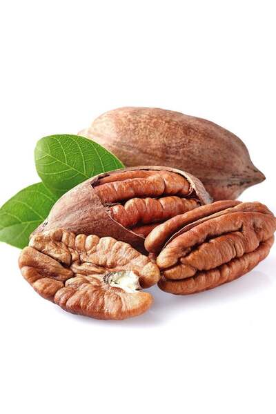 atlas fidan peyzaj PİKAN CEVİZ FİDANI ( 70-100 CM ) AÇIK KÖKLÜ