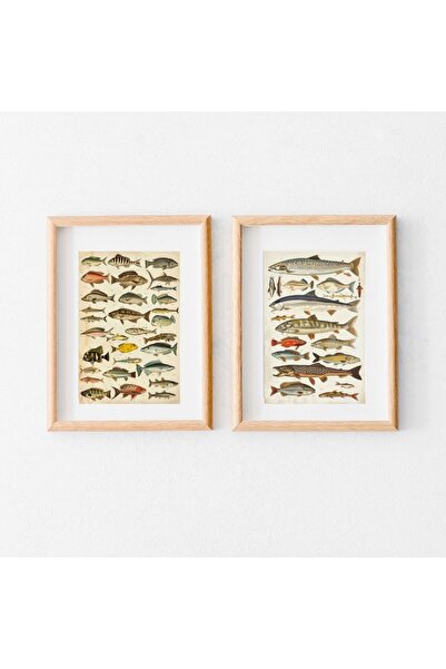 Fish Illustration – Tablo Ölçülerinde Çerçevesiz Poster – Vintage Balık Duvar Dekoru