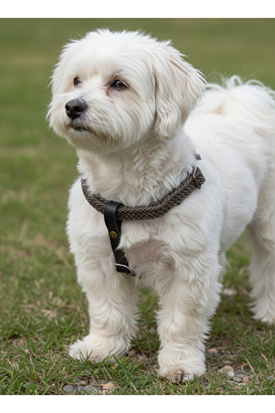 balkonda طوق للكلاب من السلالات الصغيرة والمتوسطة قابل للتعديل بعرض 1.5 سم، حبل عمودي باللون الأخضر الداكن