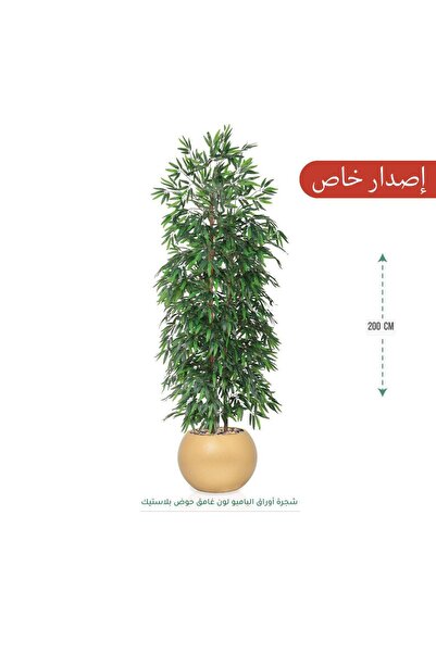CENTRHOME شجرة البامبو بطول 200 بمركز مكور