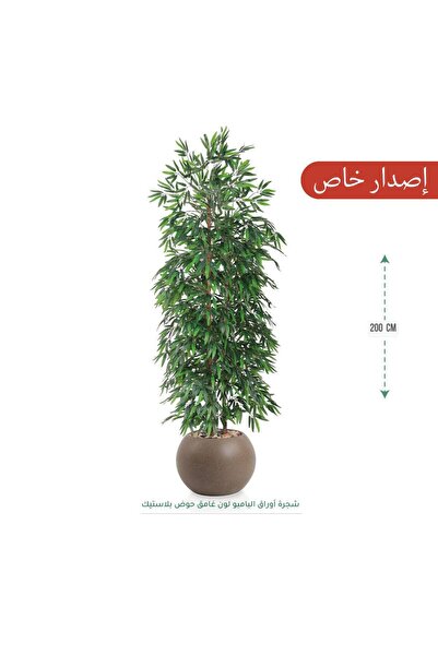 CENTRHOME شجرة البامبو بطول 200 بمركز مكور