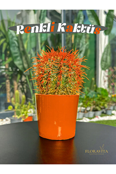 Renkli Misket Kaktüs İç mekan bitkisi (Ferocactus pilosus) Turuncu
