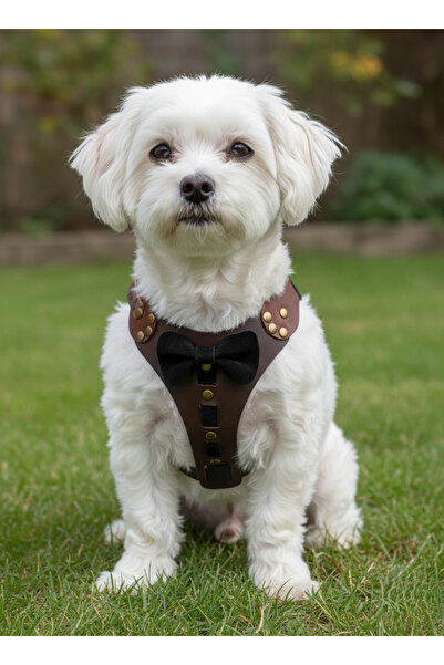 balkonda طوق للكلاب قابل للسحب من الخلف، مناسب للسلالات الصغيرة والمتوسطة، قابل للتعديل، مصنوع من الجلد الطبيعي، لون بني غامق