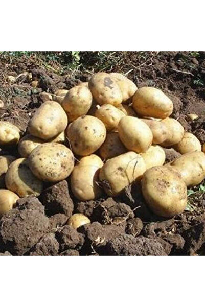PATATELLO Afyon Kızartmalık/ Yemeklik Marabel Patates – 20 kg