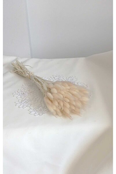 Birlik Pamuk Otu Lagurus Doğal Kuru Çiçek Ekru A Kalite