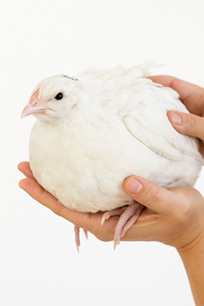 KARACAN SÜS TAVUKLARI VE YUMURTA 48 Adet Teksas Bıldırcın Kuluçkalık Yumurta