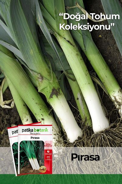 Patika Botanik 1000 Adet Inegöl Pırasa Tohumu