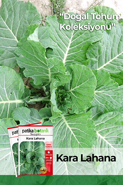 Patika Botanik 750 Adet Ata Tohumu Yerli Kara (YAPRAK) Lahana