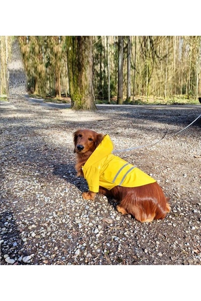 Nonbranded Pelerina ploaie pentru caini/catei, pisici sau alte animale de companie, reflectorizanta, galbena