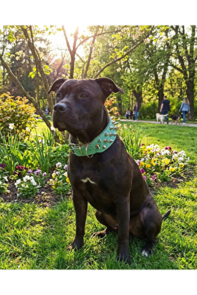 kozaklı SÜSLÜ KÖPEK KORUMA TASMASI