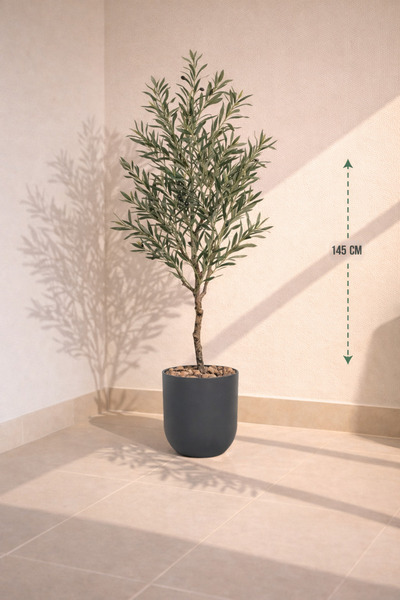 CENTRHOME Olive tree 145 cm tall
