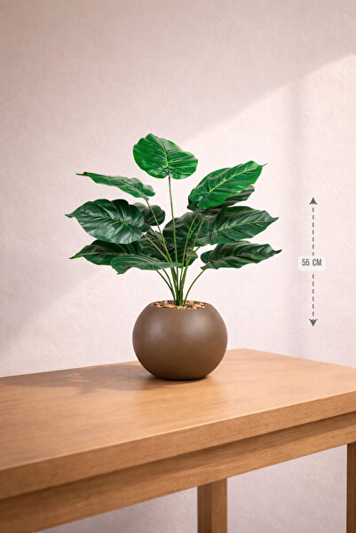 CENTRHOME شتلة ورق قلب بطول 55 سم بمركن مكور