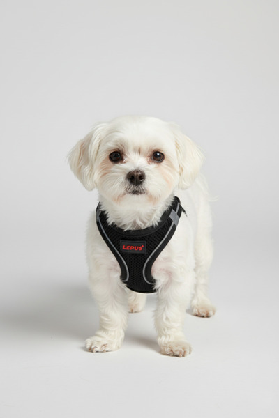 Lepus Kedi Ve Köpek Göğüs Tasması Siyah (m)