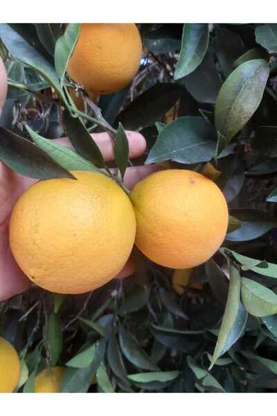 bahcemdenonline WASHİNGTON PORTAKAL 1 KG 1. kalite