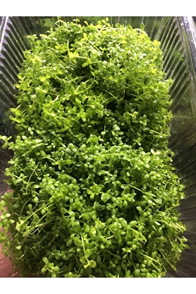 ADA Monte Carlo Akvaryum Zemin Bitkisi