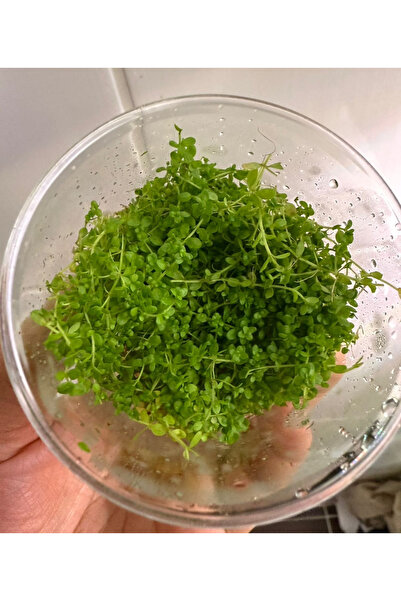 ADA Monte Carlo Akvaryum Zemin Bitkisi | 1 Kap 200 cc | Köklü Öbek | 5–6 cm Çap