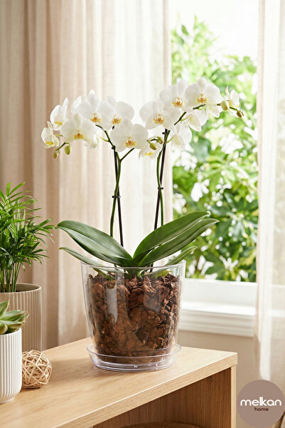 Melkan Home Orkide Saksı, Şeffaf Orkide Saksısı 1,5 Litre Kristal Orkide Saksı