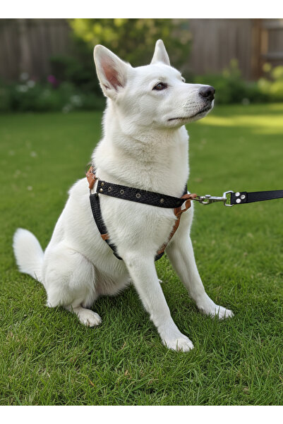 balkonda طوق للكلاب من السلالات الصغيرة والمتوسطة مع حزام قابل للتعديل وجلد ن...