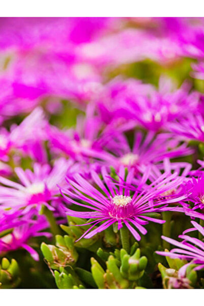 Bitkim Sende Mezarlık Üstü Çiçekleri 4 Adet Mezar (kabristan) Susuzluğa Dayanıklı