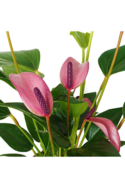 Mimoza Gelin Çiçeği Gala Çiçeği Fidanı Beyaz 15-25 Cm