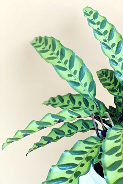 Mimoza Calathea Lancifolia 'rattlesnake' - Dua Çiçeği Kaladya - Ev Ofis Salon...