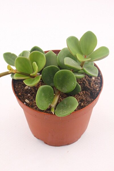 Genel Markalar Peperomia Hope - 5.5 Cm Saksıda