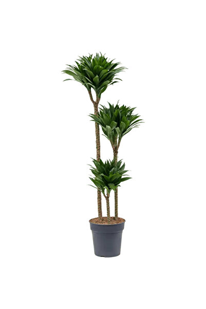 BitkiKapında Dracaena Fragrans Janet 3 Gövdeli (Dracena Compacta 90-100 cm) p...