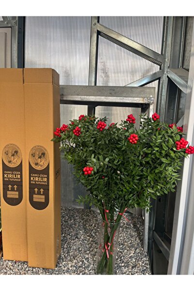 çiçek doktoru orkideleri ümit ersan KOKİNA(YILBAŞI ÇİÇEĞİ)