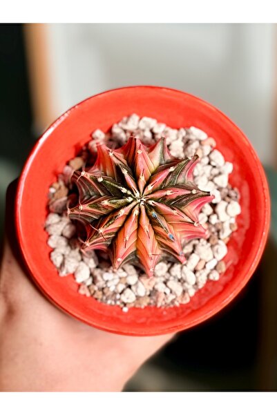 Mialys Kaktüs İthal ‘Daydream Variegata’ Koleksiyonluk Tür – Büyük Boy 10 cm Beyaz Saksıda