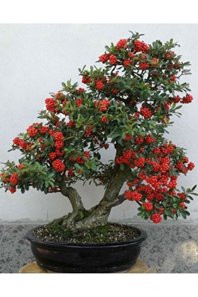 prestijiseed 5 Adet Bodur Bonsai Kahve Ağacı Tohumu