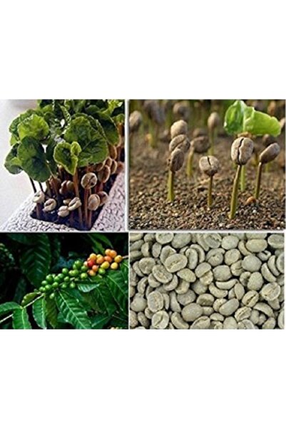 prestijiseed 10 Adet Kahve Ağacı Tohumu
