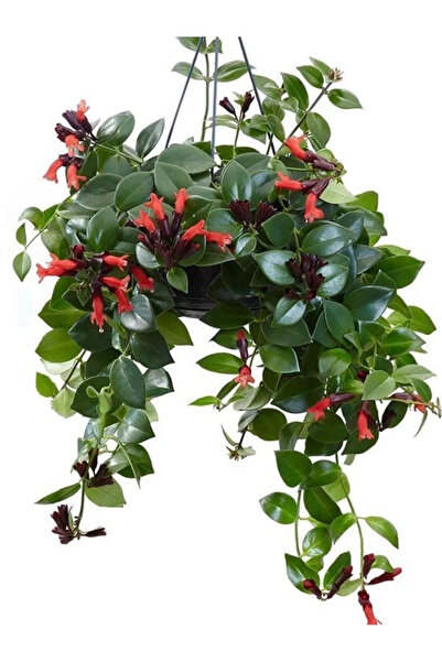 BitkiKapında Ruj Çiçeği (Aeschynanthus)