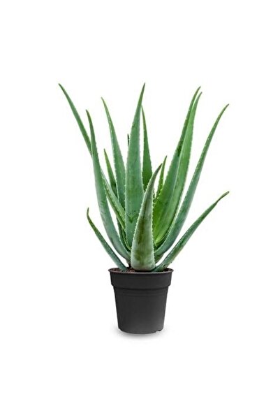 BitkiKapında Aloe Vera Barbadensis Masa Boy