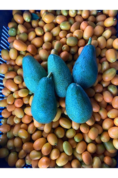 Kamkat Yerli Üretim 1 Kg Avokado +1 Kg Kumkuat (Kamkat)