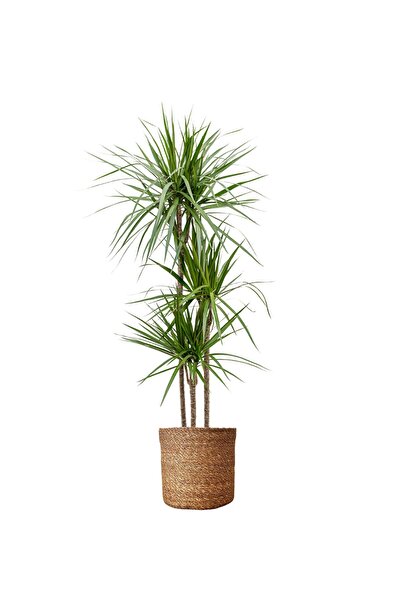 BitkiKapında Dracena Marginata Üç Kollu 110-120 cm-Dracaena poşetli hasır dek...