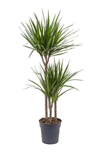 BitkiKapında Dracena Marginata Üç Kollu 110-120 cm-Dracaena plastik üretim sa...