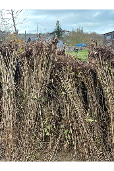 ŞANGULOĞLU ÇAKILDAK FINDIK FİDANI AÇIK KÖK 100 CM