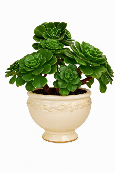 Mialys Sukulent Aeonium ‘Lily Pad’ - Koleksiyonluk Özel Tür Büyük Form (8 cm saksıda)