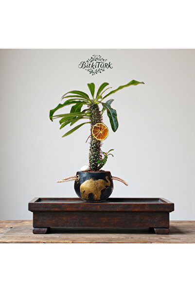 BitkiTÜRK Askılı Beton Saksıda İthal Madagaskar Palmiyesi 40-50cm Ofis Salon ...