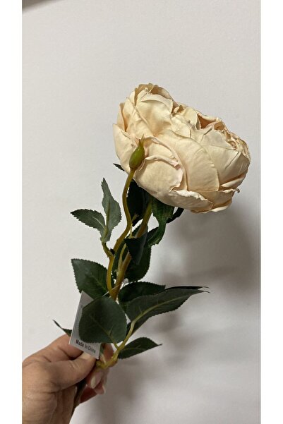 Vitale Krem Austın Gülü 60 cm