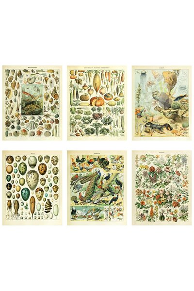 ALAYRA International ملصق عتيق مطبوع من ALAYRA، علم الأحياء، علم النبات، ديكو...