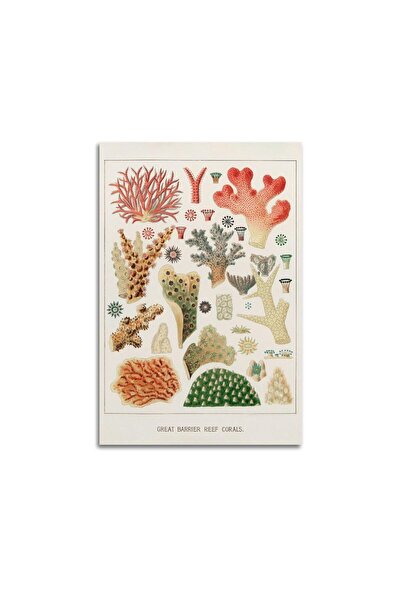 ALAYRA International لوحة جدارية فنية من قماش الكانفاس بتصميم مستوحى من الشعاب المرجانية القديمة من ألايرا، مستوحاة من الشعاب المرجانية في الحاجز المرجاني العظيم.