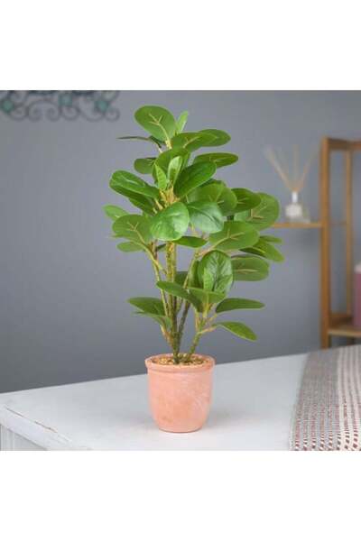 sallat almawasim وعاء نباتات ذو أوراق خضراء