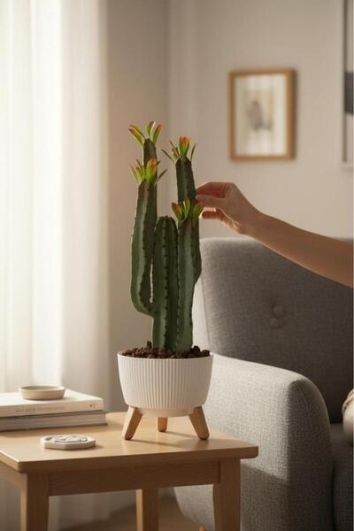 Nettenevime Yapay Kaktüs 4 Kollu Yapraklı Model Zigon Saksıda Yapay Bitki 70cm