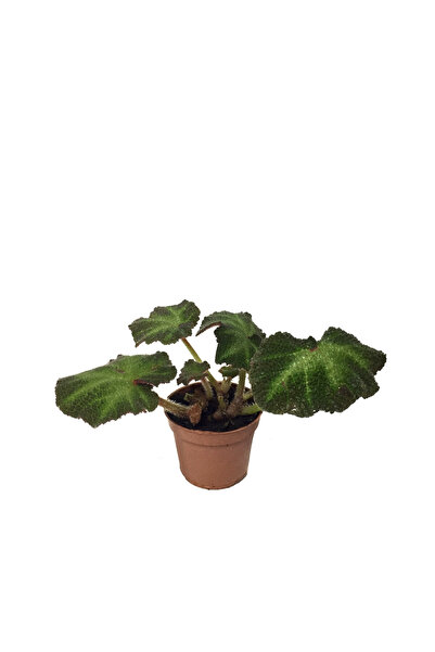 Betonish Begonia Solimutata (Begonya Çiçeği)