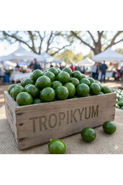 TROPİKYUM AVOKADO En Mini Boy 5 Kg (55-60) Adet