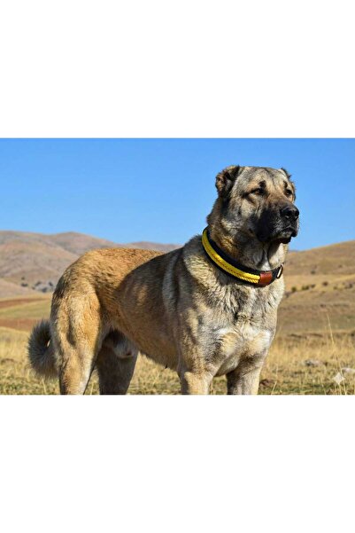 Kozak Büyük Irk Süslü El Işlemeli Örgülü Köpek Tasması Boy 85 Cm En 5 Cm