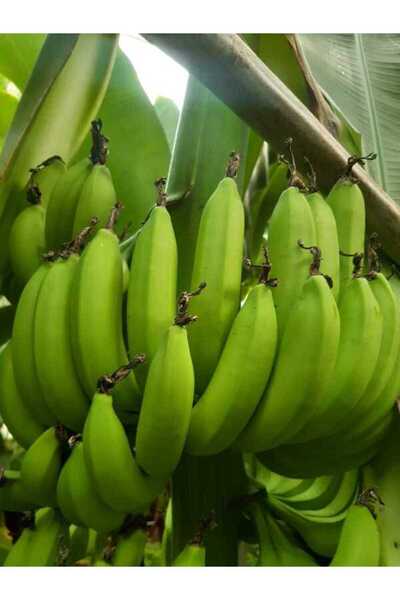 bahcemdenonline DALINDAN YEŞİL DOĞAL ANAMUR MUZU 3 KG